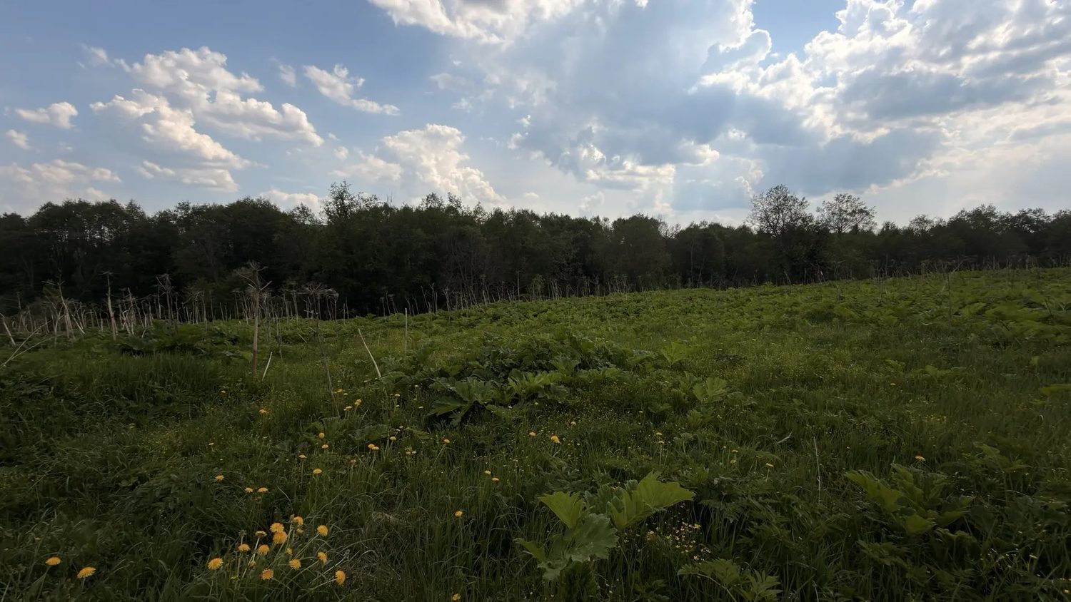 Аукцион в отношении земельного участка с КН 50:08:0080105:1130