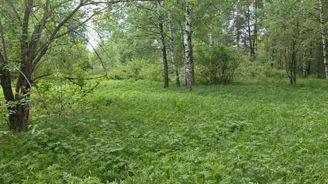 Аукцион в отношении земельного участка с КН 50:14:0010513:499