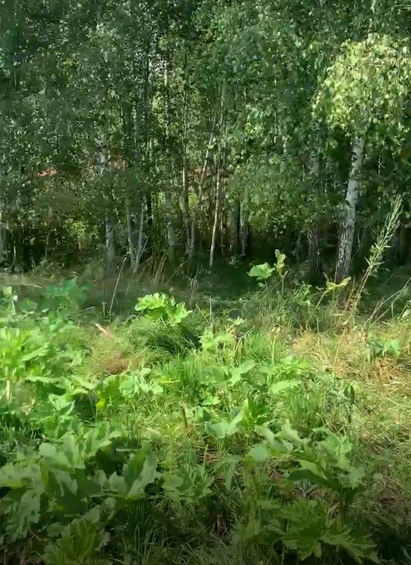 Аукцион в отношении земельного участка с КН 50:31:0060329:1311