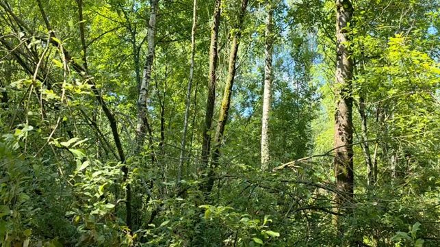 Аукцион в отношении земельного участка с КН 50:14:0010503:1118