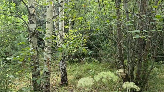 Аукцион в отношении земельного участка с КН 50:14:0010308:334
