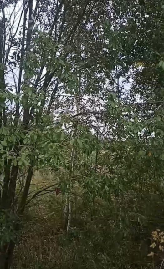 Аукцион в отношении земельного участка с КН 50:24:0060103:1639