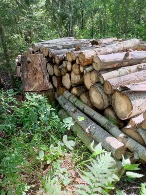 Древесина пород осина, ель, сосна и иной породы в виде деревьев, срубов, фрагме…