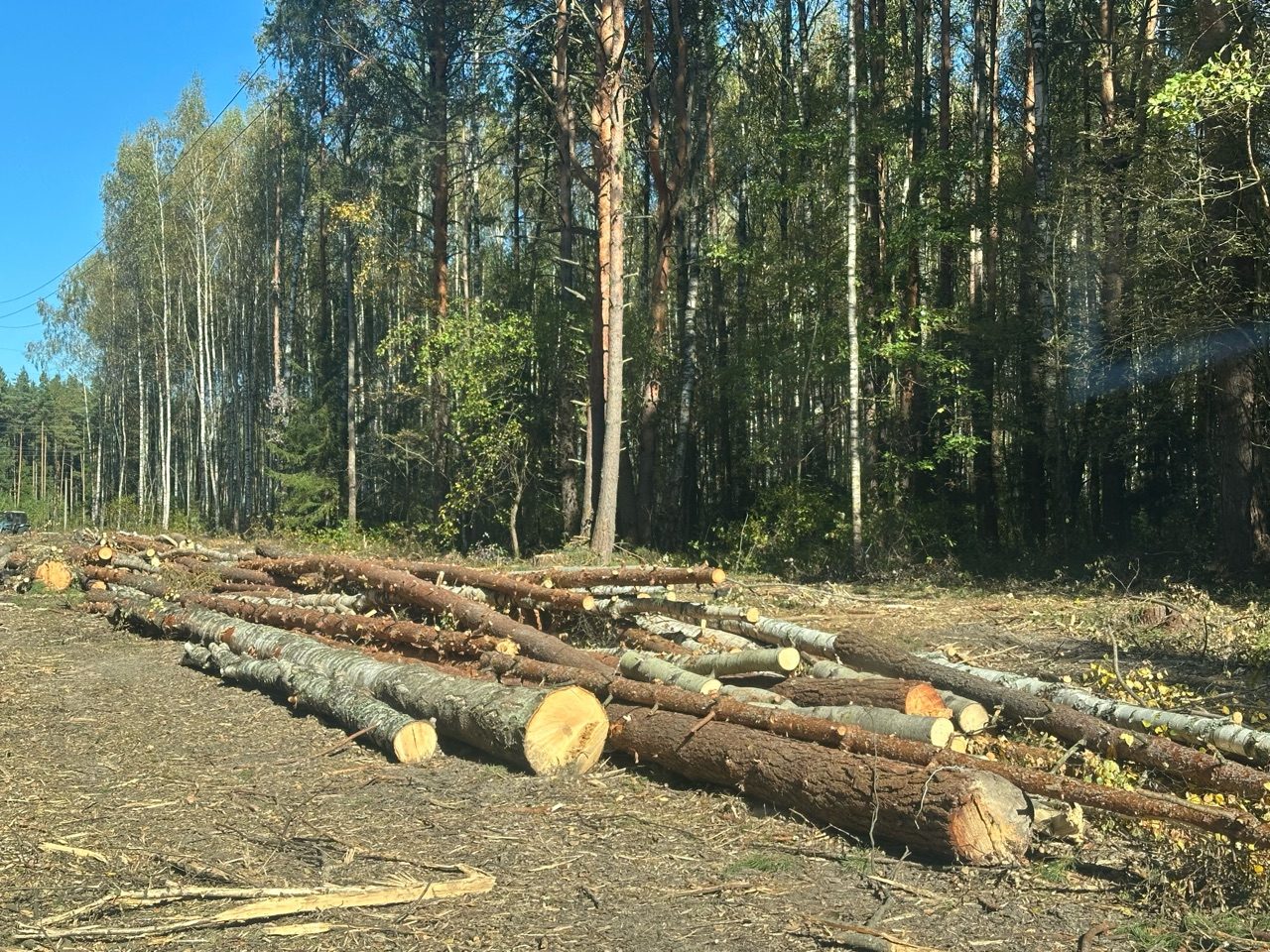 Объем древесины составляет 251,0 куб.м. в том числе по породам: Сосна-77,0 куб.…